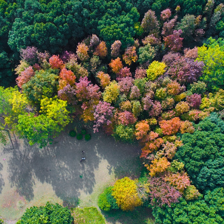 Aerial drone view of autumn colors flying over a forest